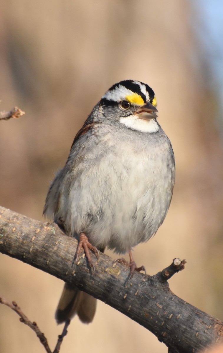 White-throated Sparrow - Frank Konieczki