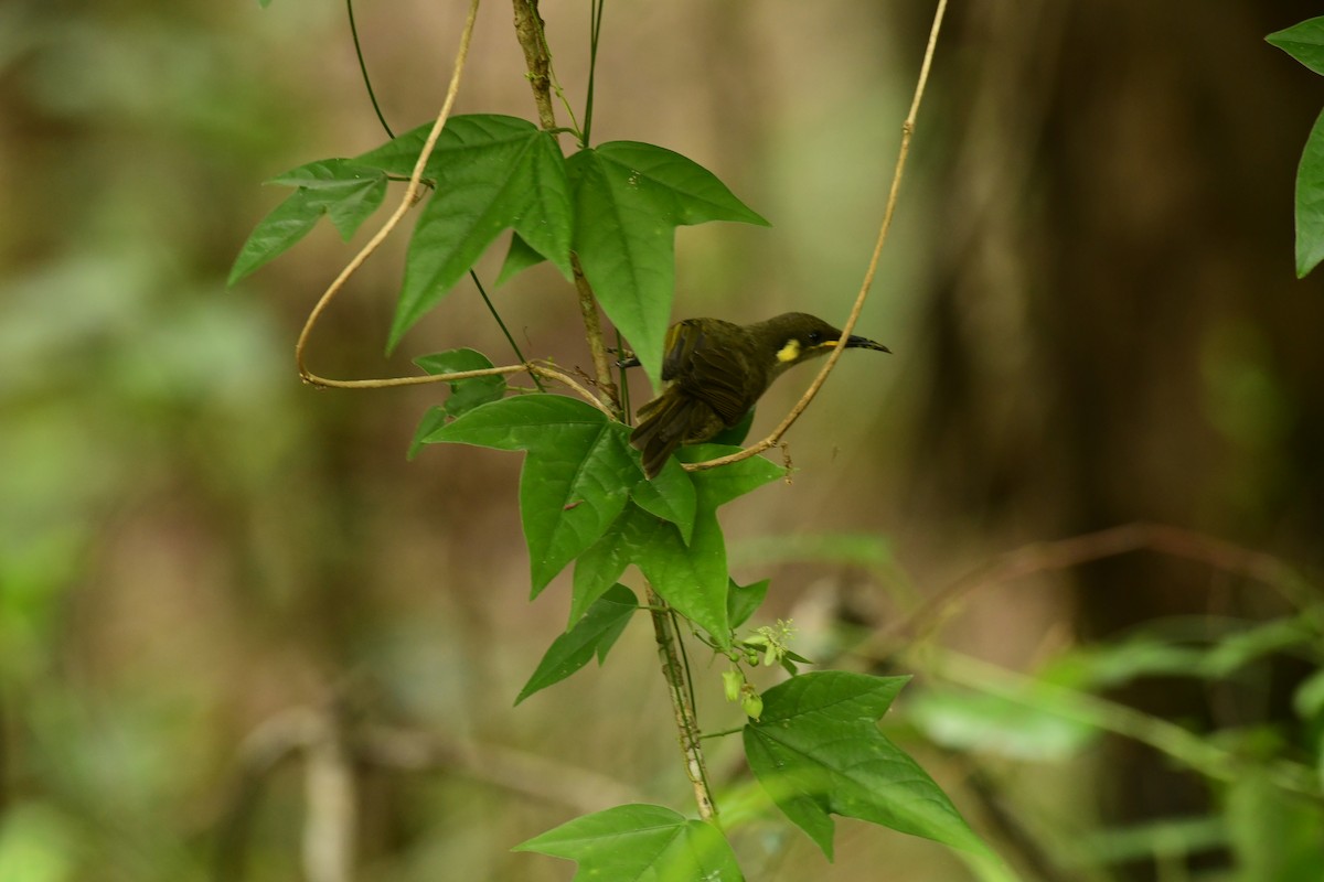 Yellow-spotted Honeyeater - Sabine Decamp