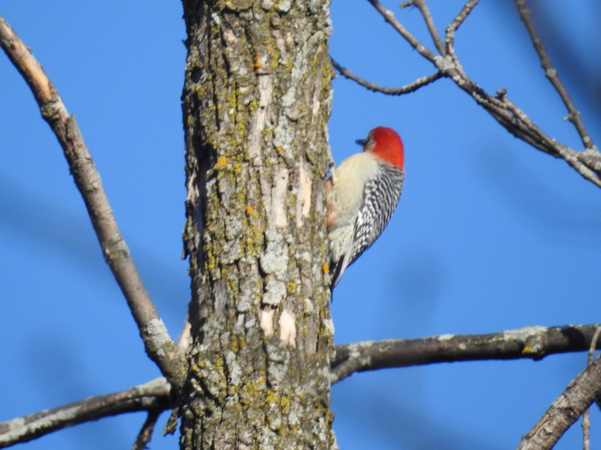 Red-bellied Woodpecker - Chris Jackson