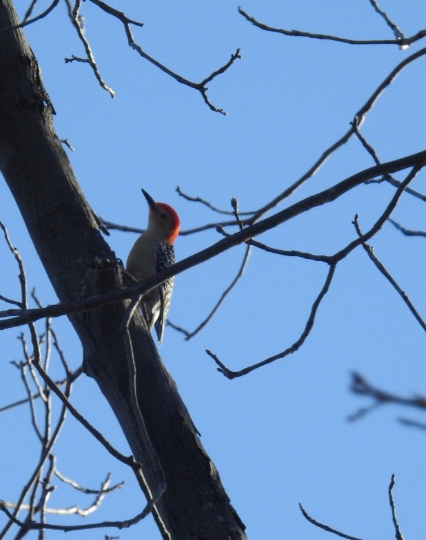 Red-bellied Woodpecker - ML618028562