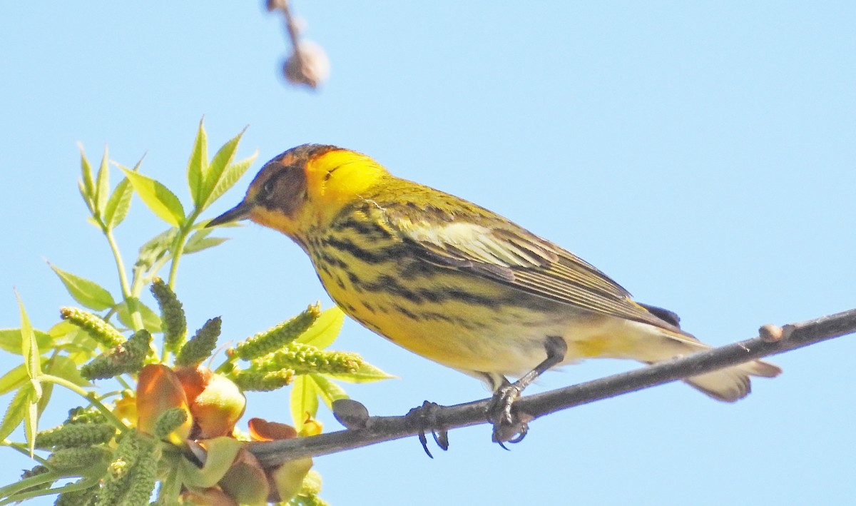 Cape May Warbler - ML618028567