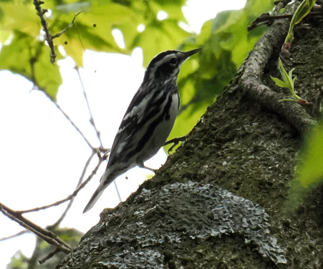 Black-and-white Warbler - ML618028579