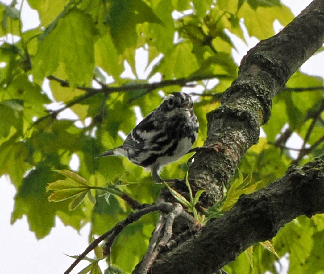 Black-and-white Warbler - ML618028588
