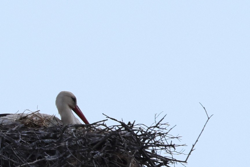 White Stork - Jose Leal