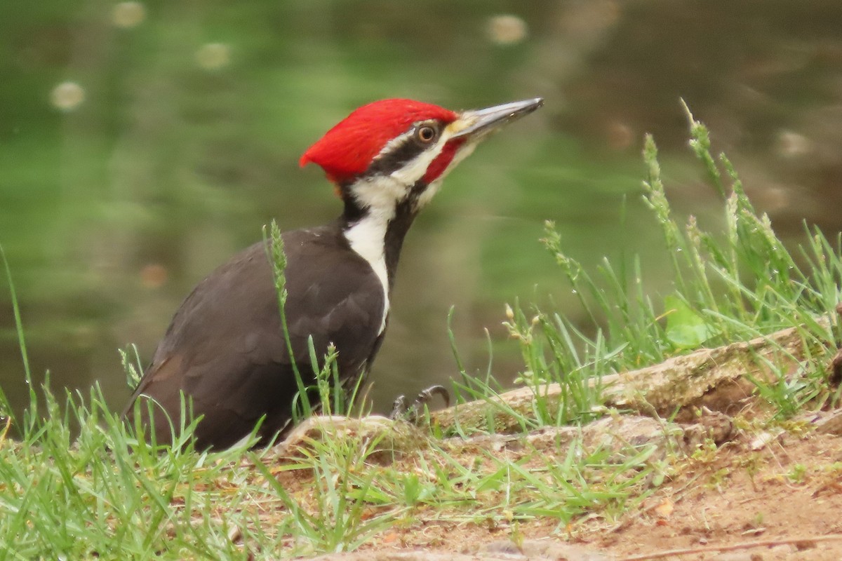 Pileated Woodpecker - Mike Donaldson