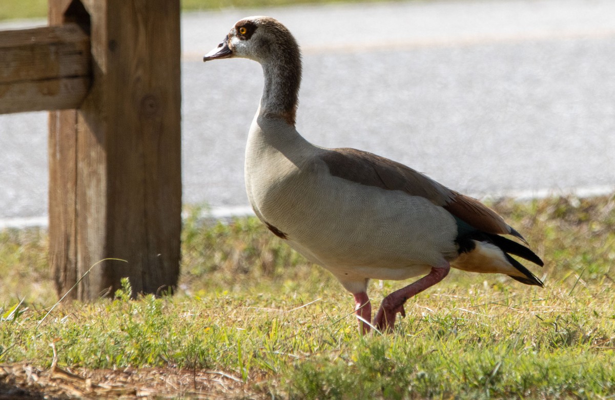 Egyptian Goose - Marni Tartack