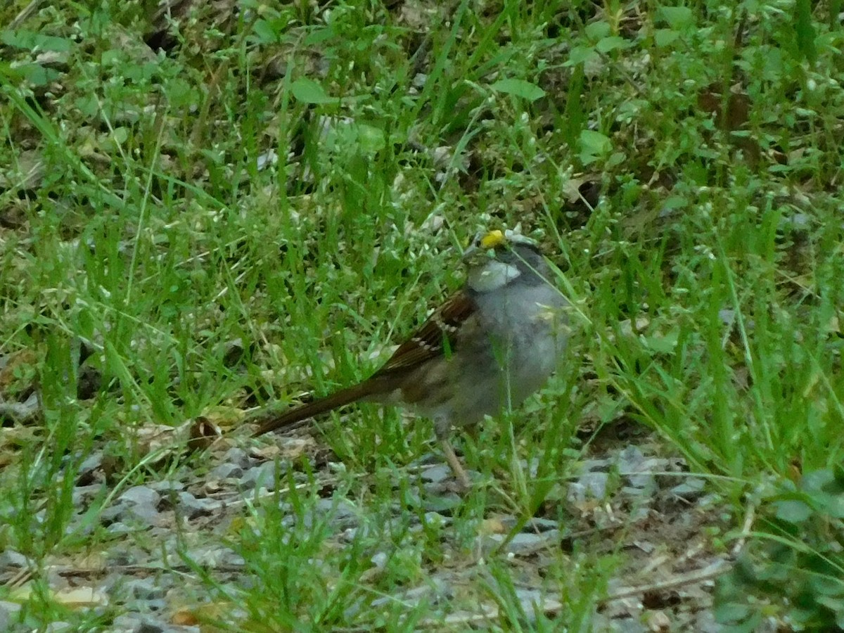 White-throated Sparrow - ML618028713