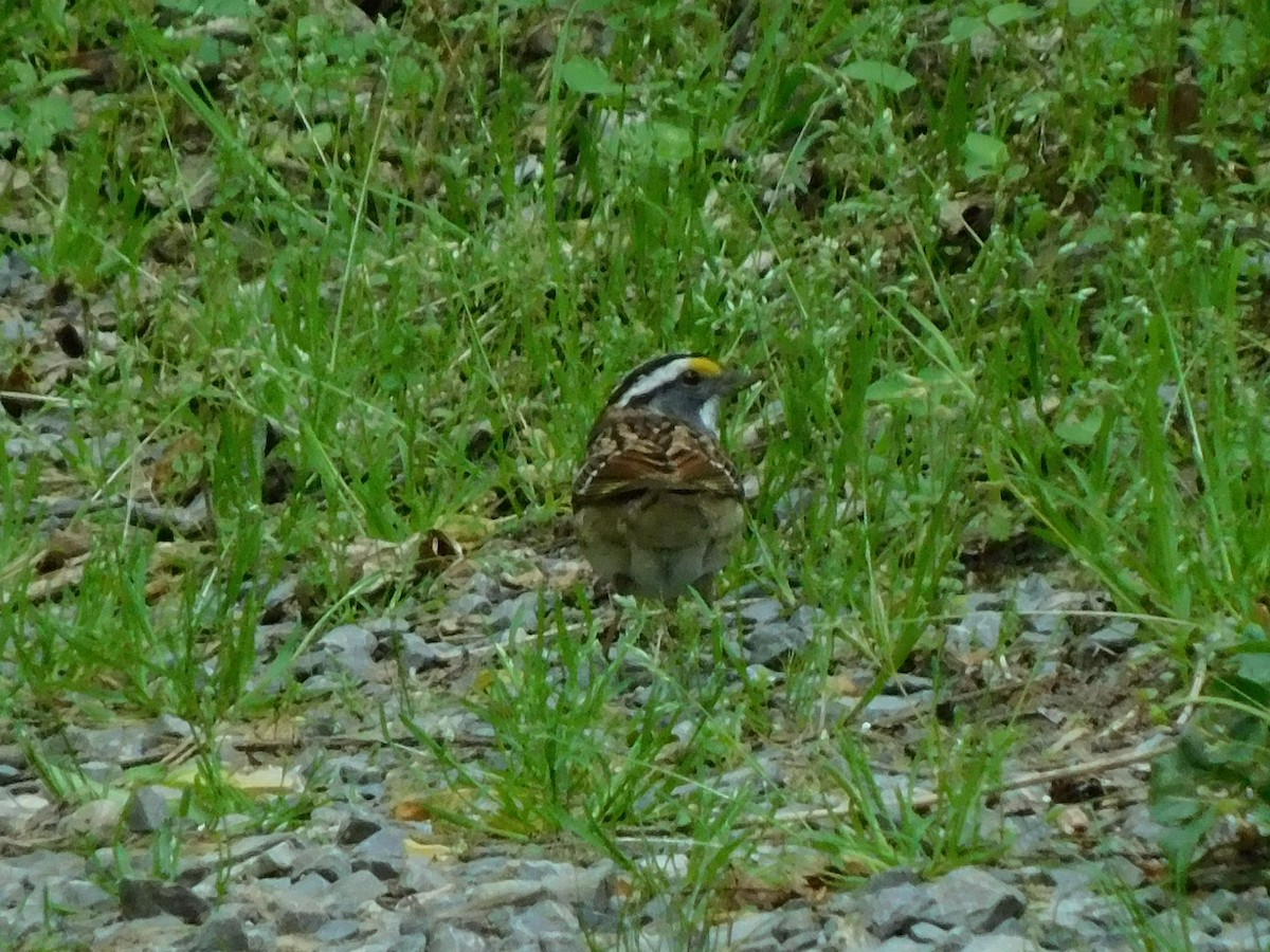 White-throated Sparrow - Billy Falls