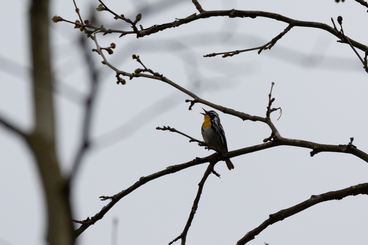 Yellow-throated Warbler - ML618028739
