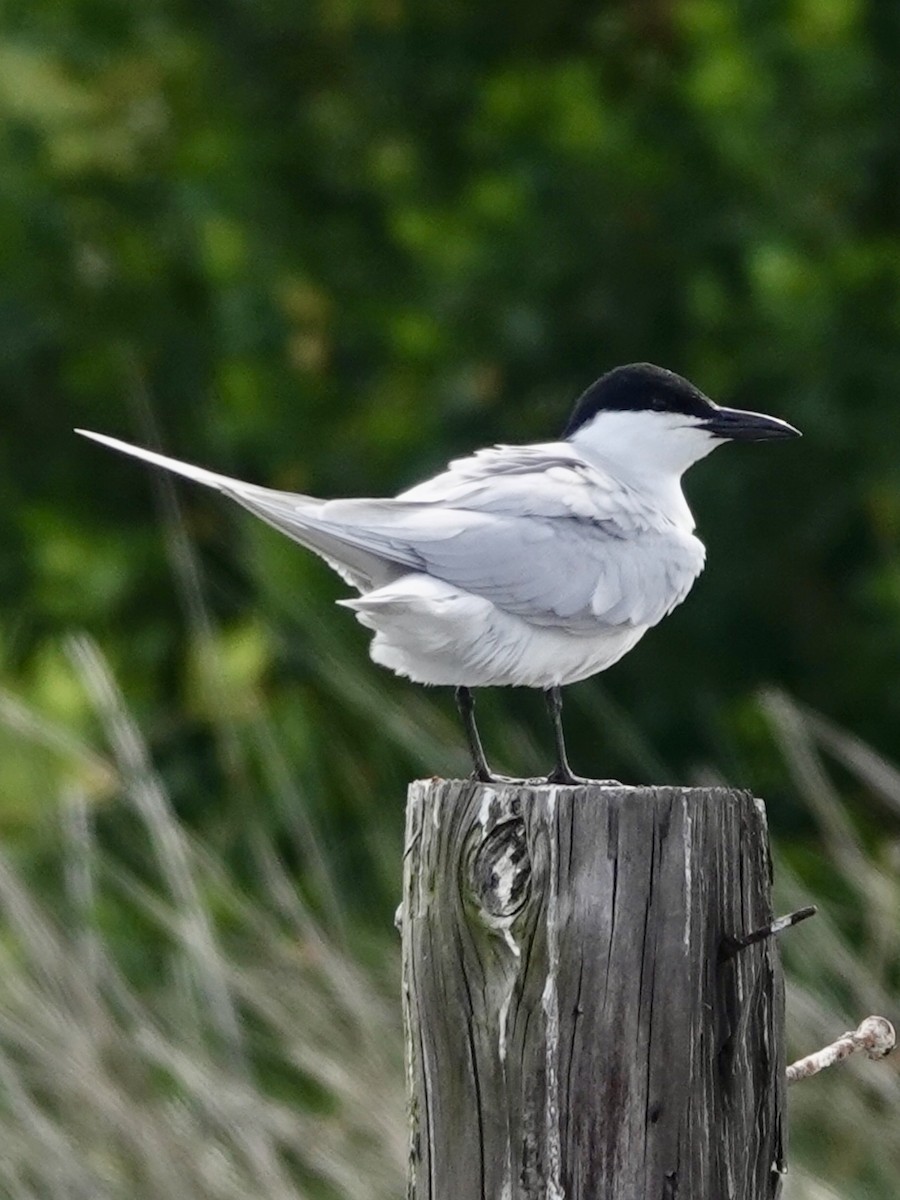 Gull-billed Tern - ML618028758