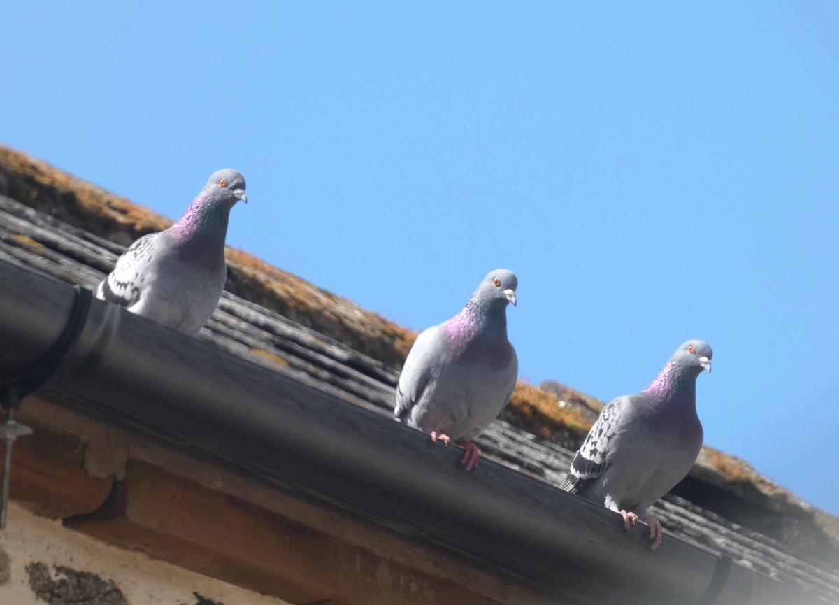 Rock Pigeon (Feral Pigeon) - ML618028764