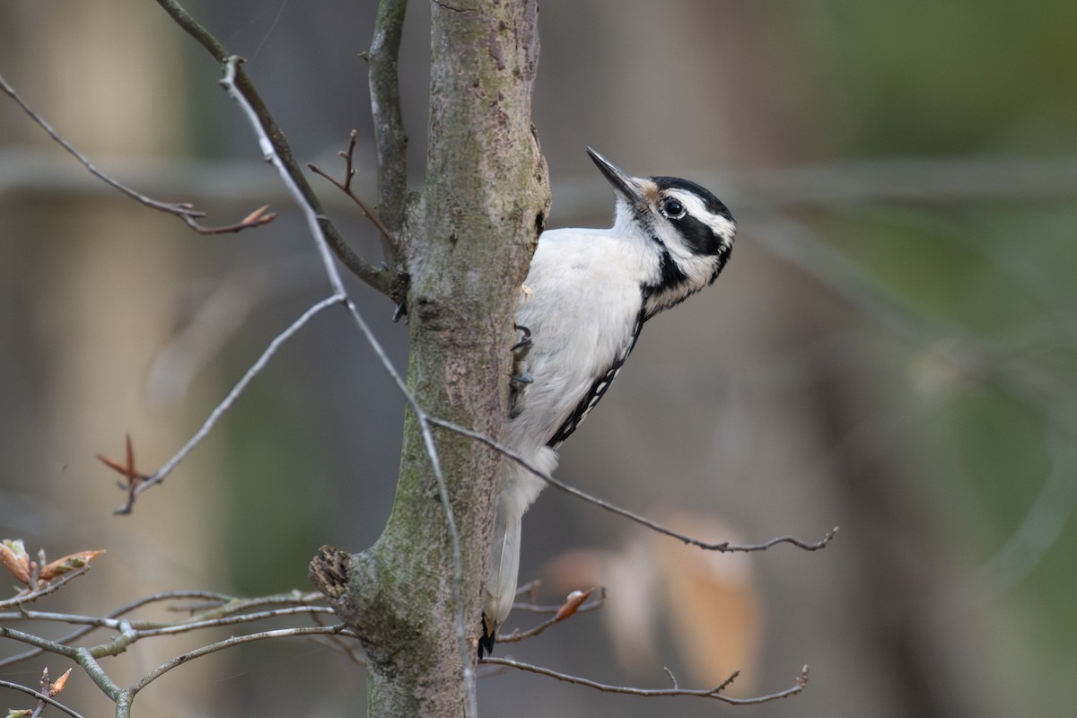 Hairy Woodpecker (Eastern) - ML618028788