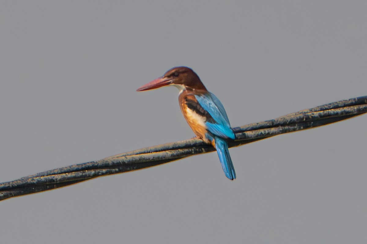 White-throated Kingfisher - Guido Van den Troost
