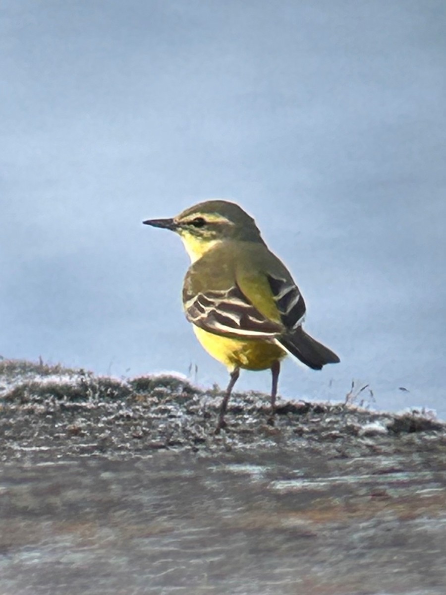 Western Yellow Wagtail - Dave  Lowe