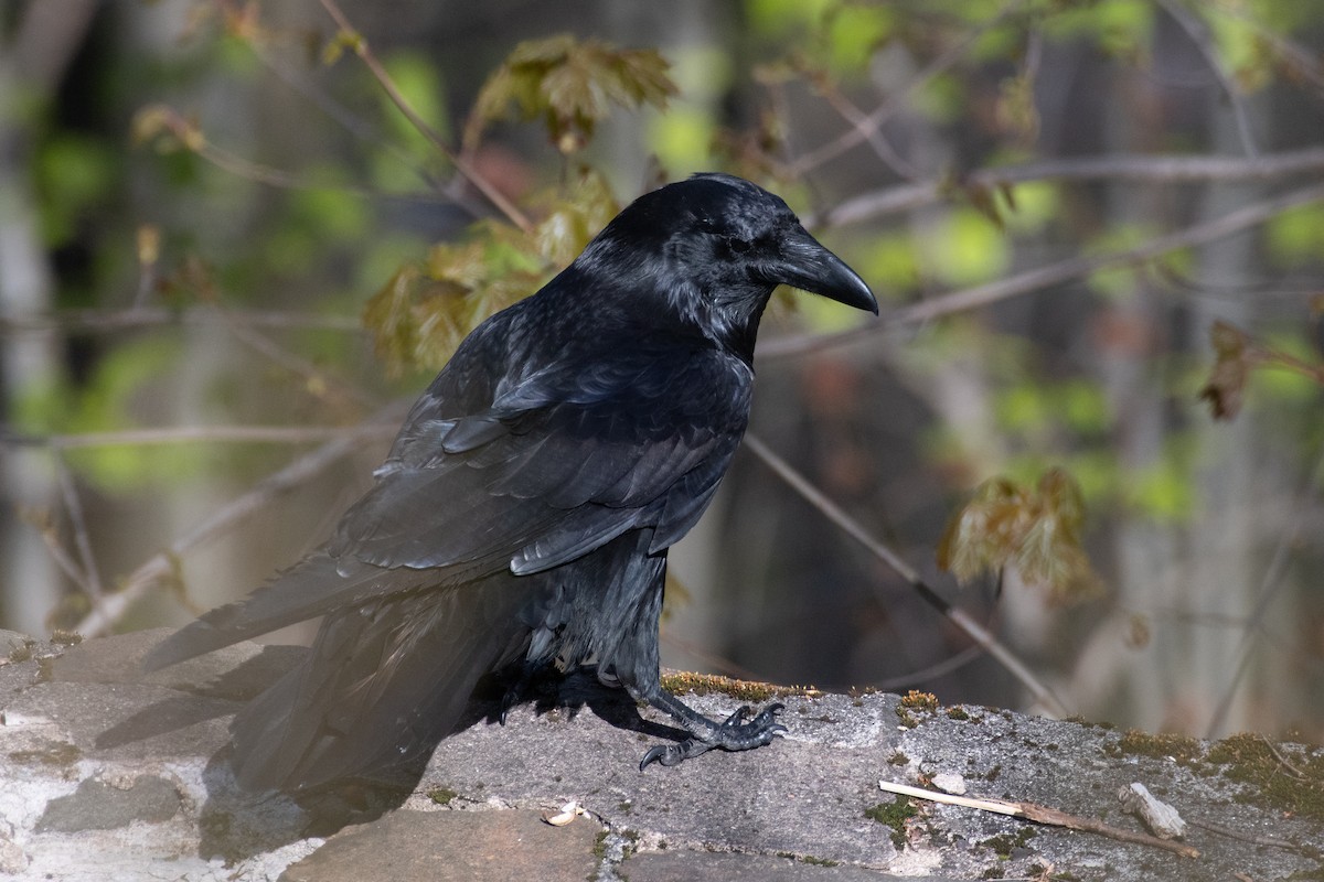 Common Raven - Cody Limber
