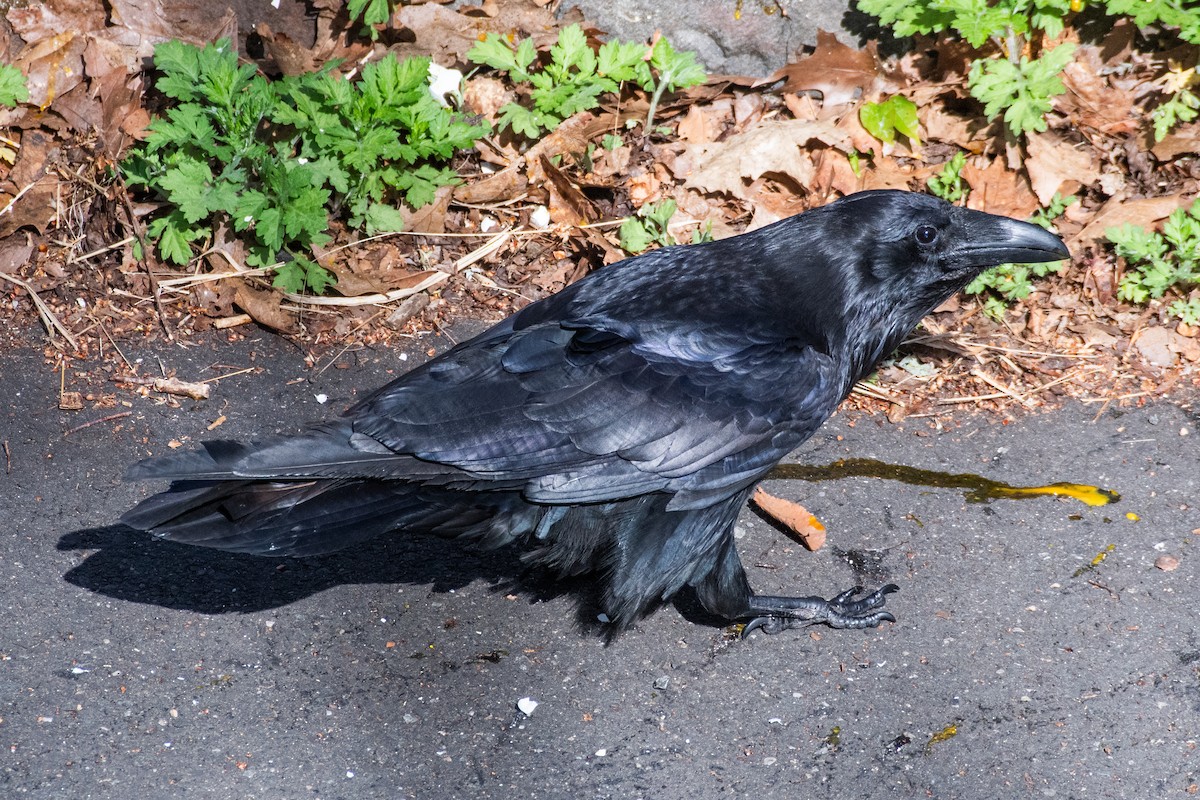 Common Raven - Cody Limber