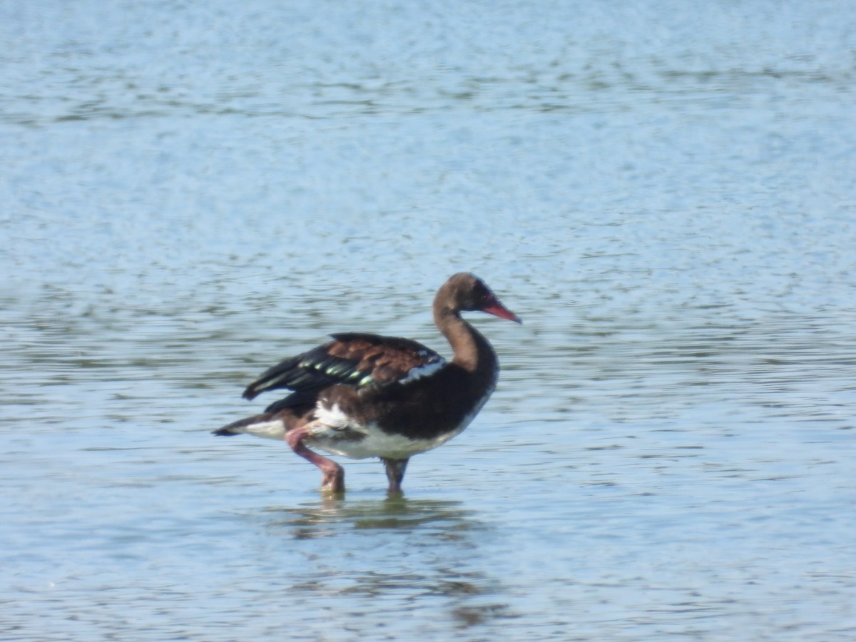 Spur-winged Goose - ML618028821