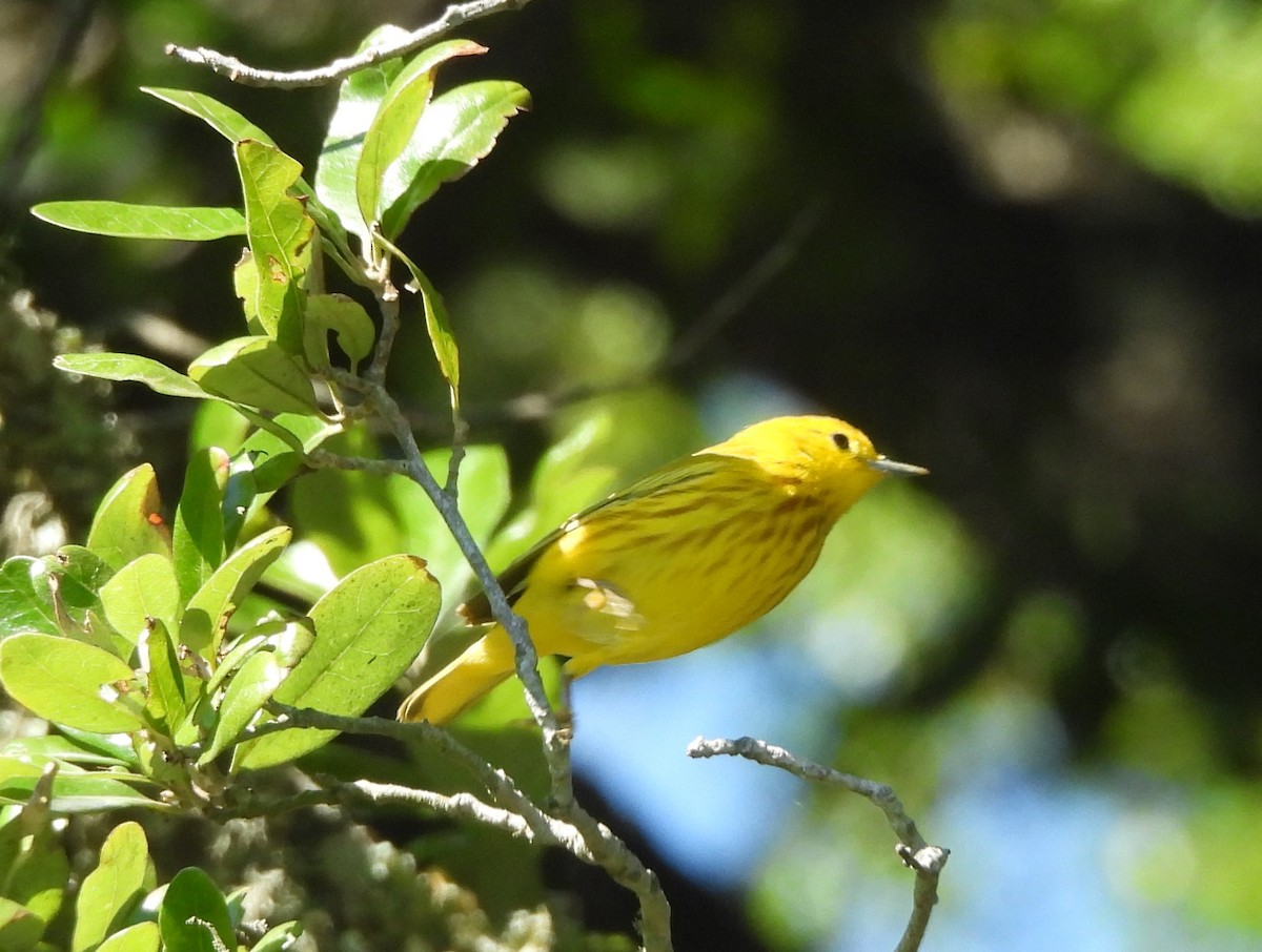 Yellow Warbler - Candy McNamee