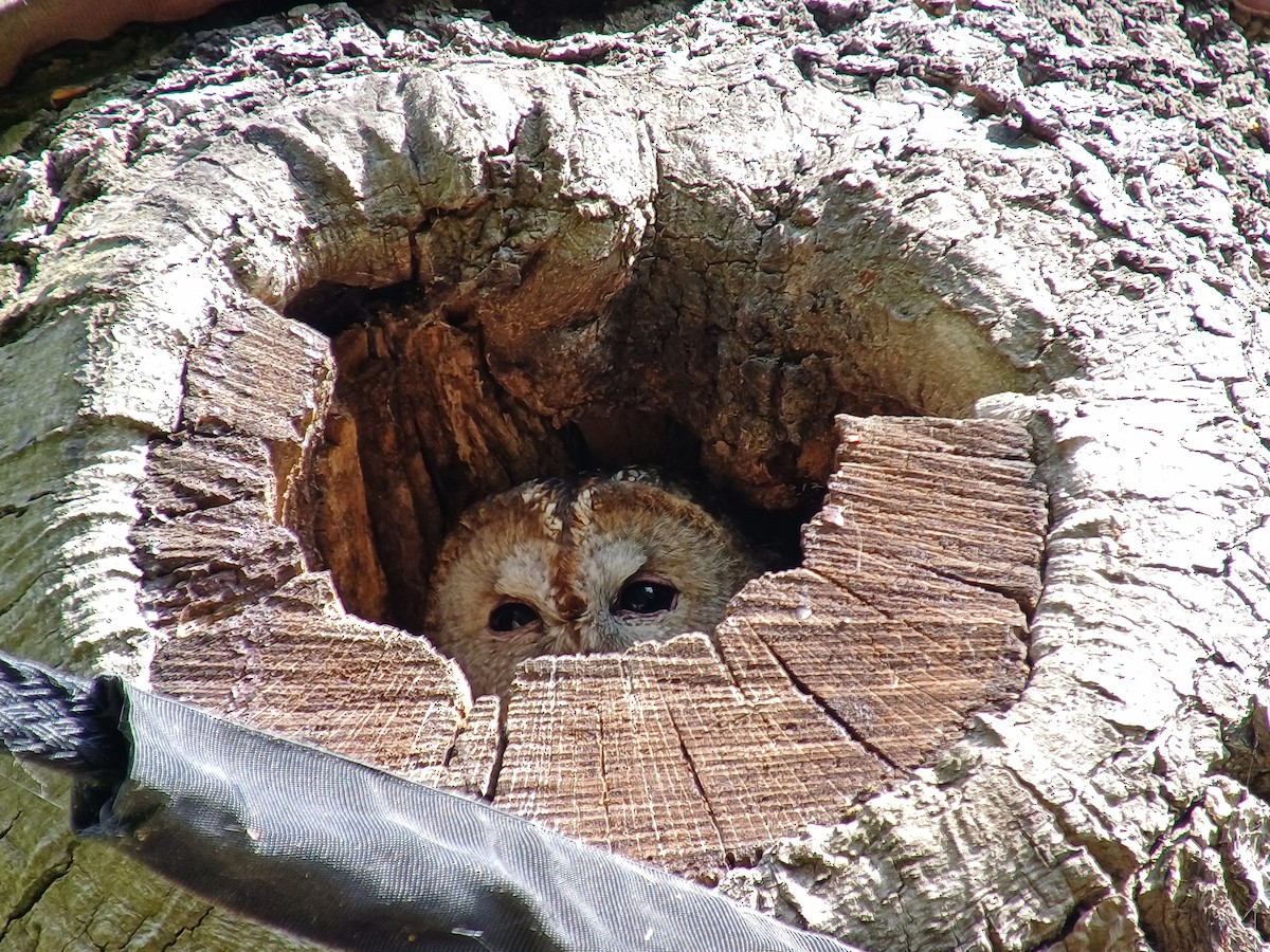 Tawny Owl - ML618028831