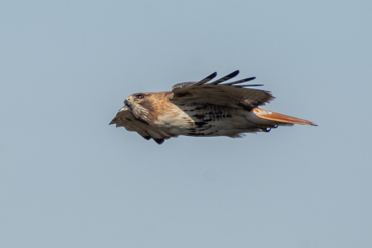 Red-tailed Hawk (borealis) - ML618028836