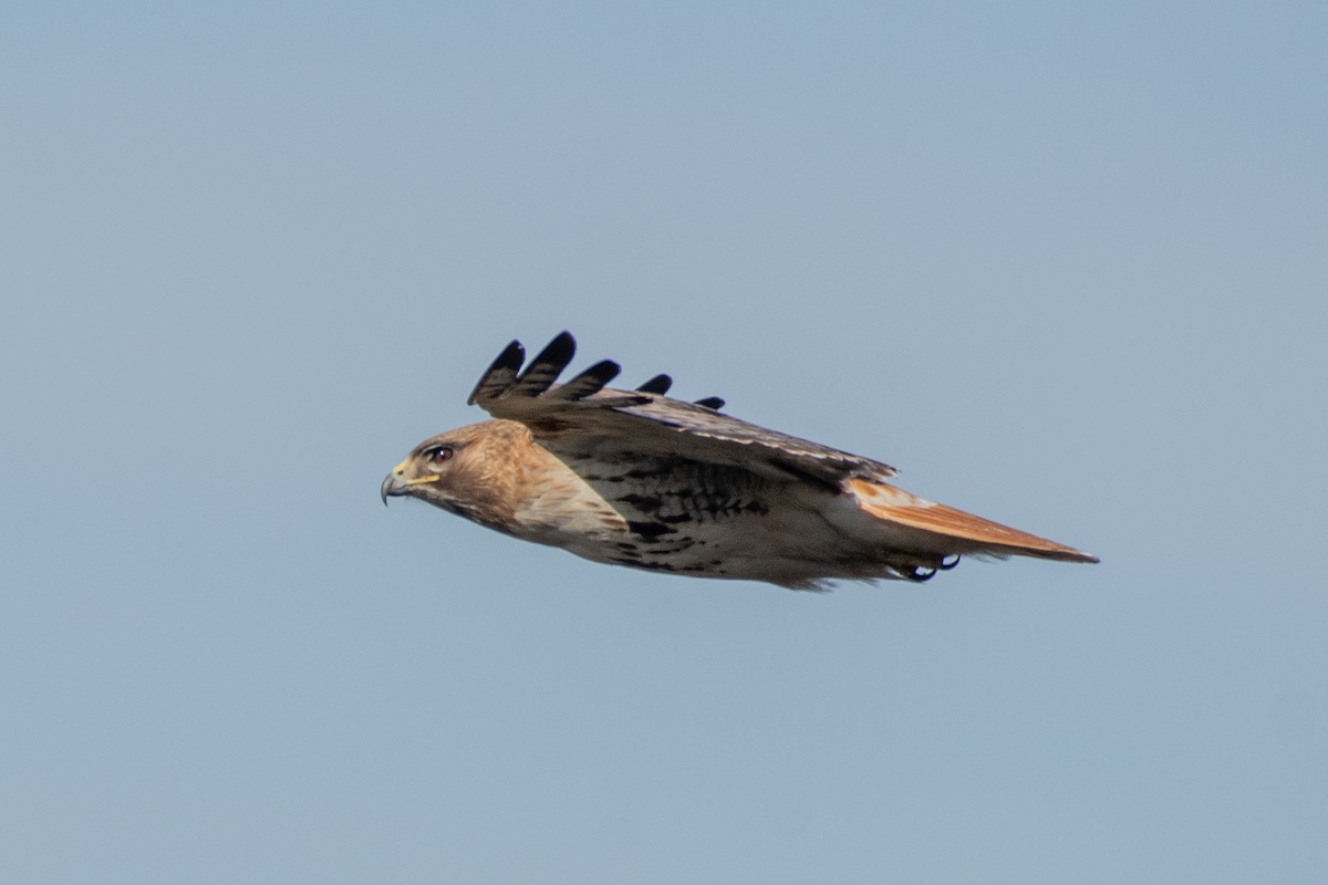 Red-tailed Hawk (borealis) - ML618028837