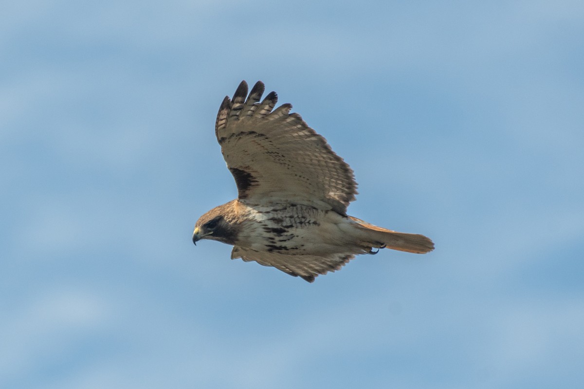 Red-tailed Hawk (borealis) - Cody Limber