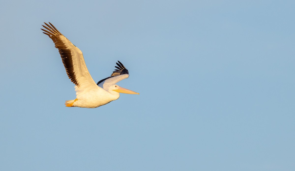 American White Pelican - ML618028841