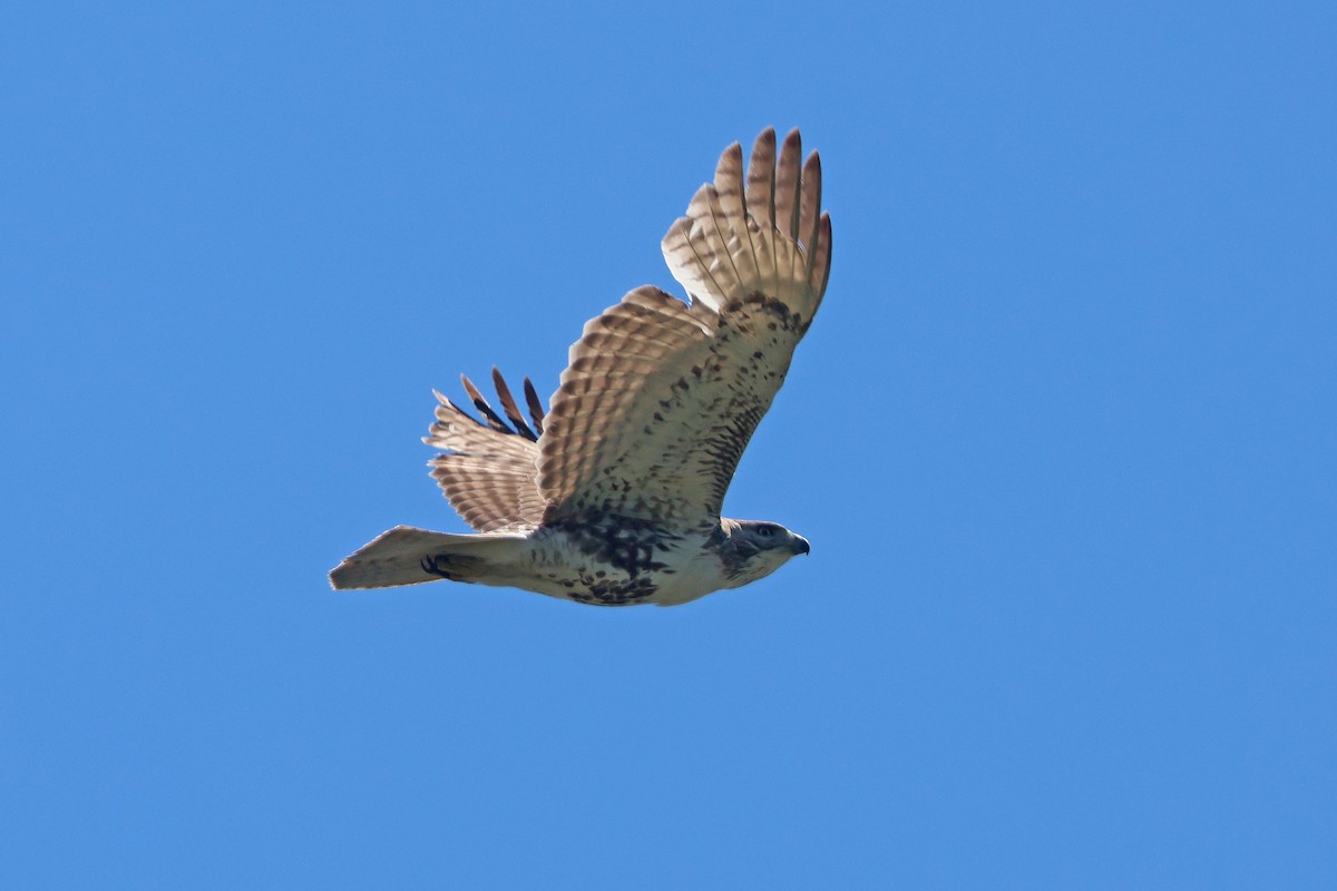 Red-tailed Hawk - Corey Finger