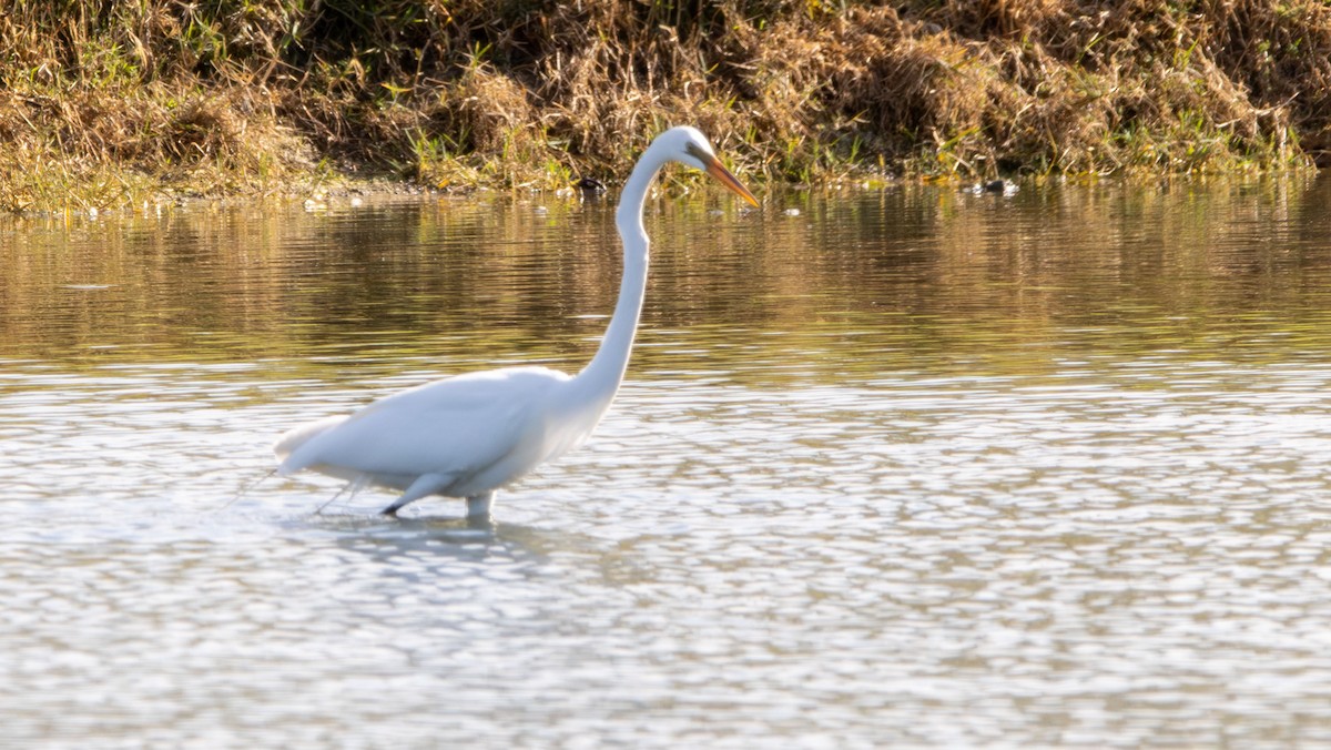 Great Egret - Marni Tartack