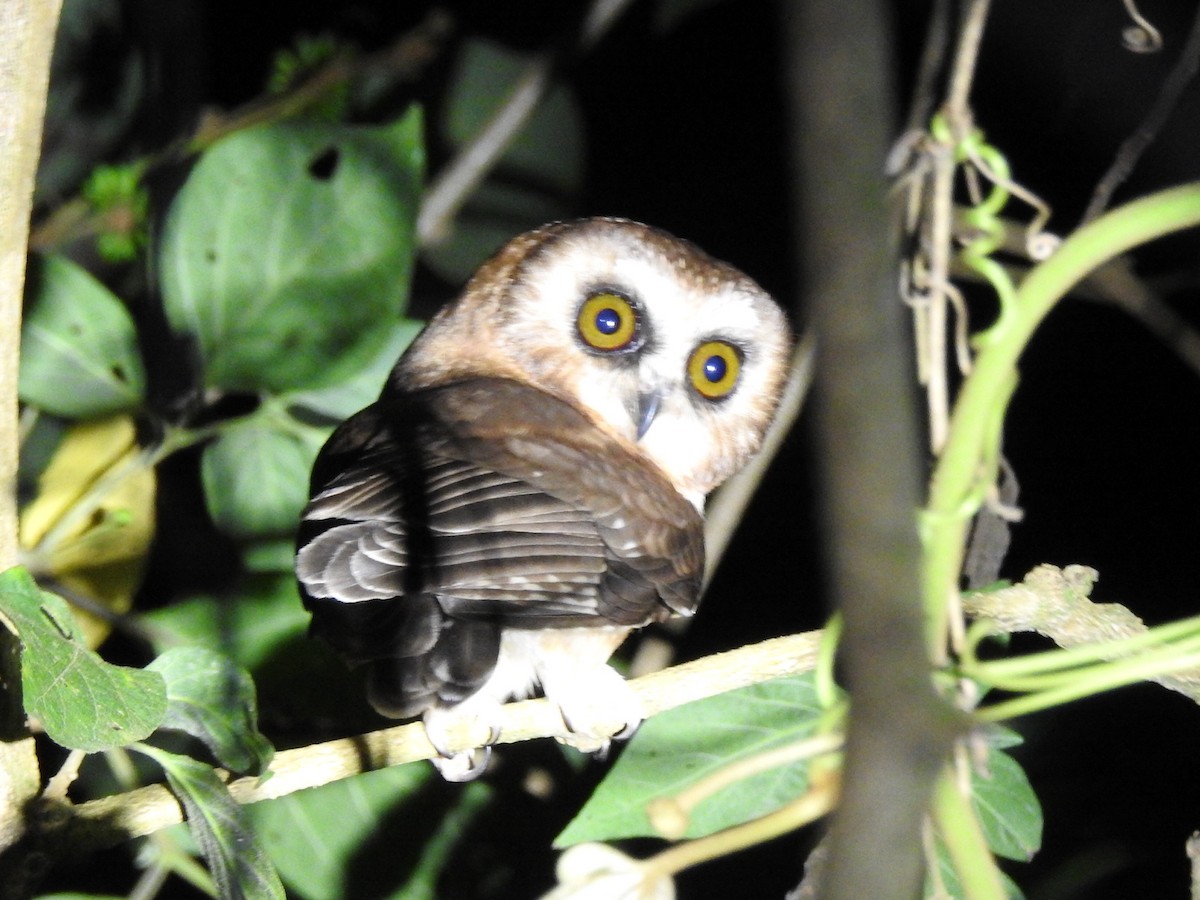Unspotted Saw-whet Owl - ML618028871