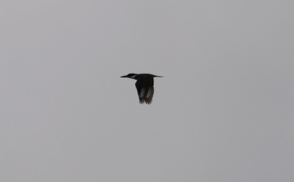 Belted Kingfisher - ML618028923