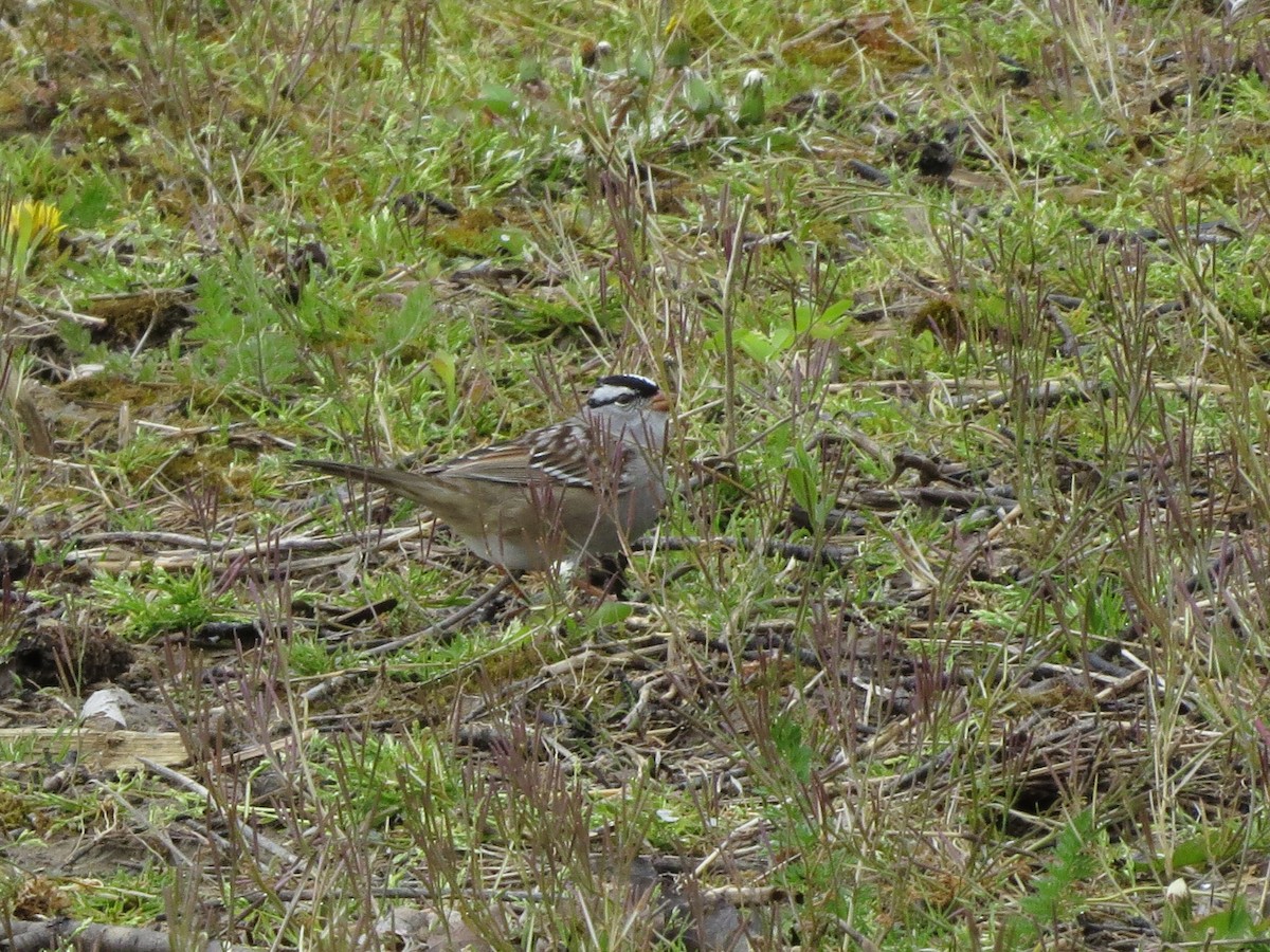 White-crowned Sparrow - Norka Saldana