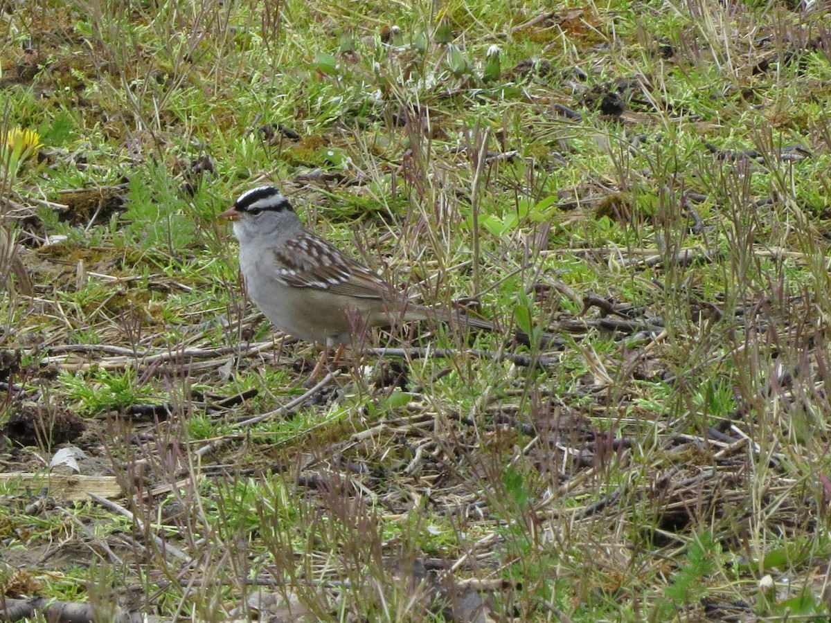 White-crowned Sparrow - ML618028957