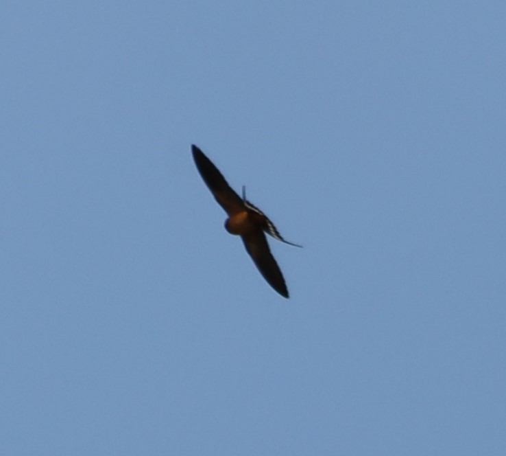 Barn Swallow - ML618028959