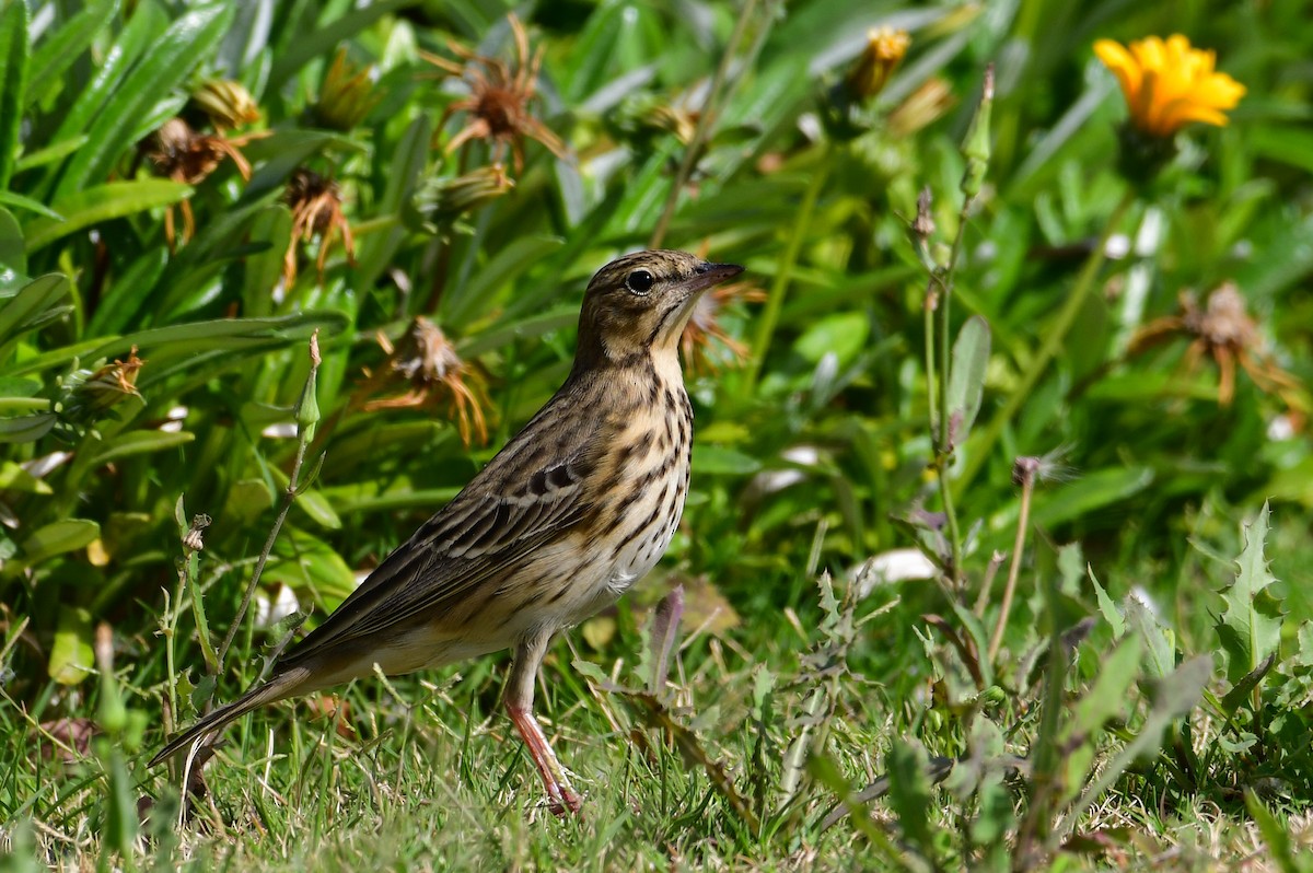 Tree Pipit - Watter AlBahry