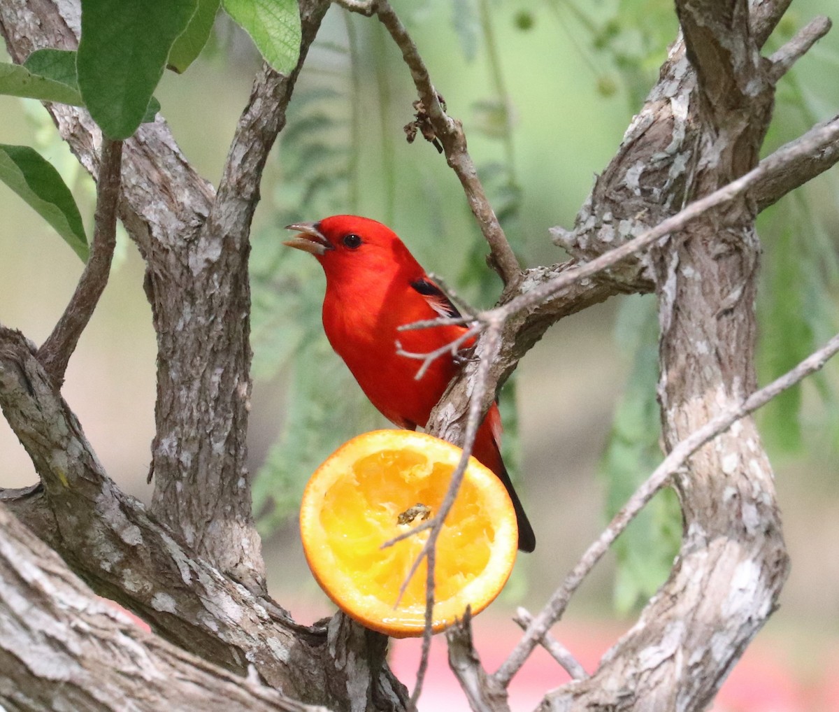Scarlet Tanager - ML618029016