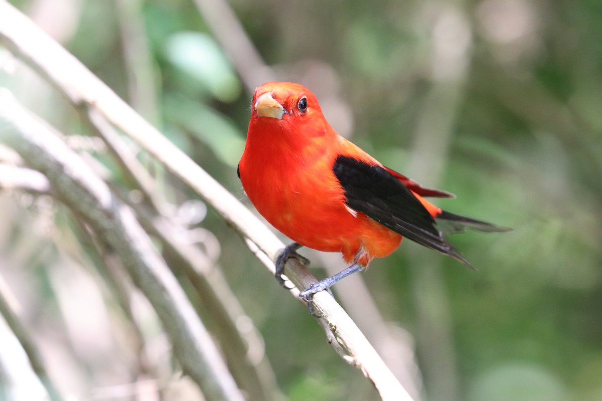 Scarlet Tanager - ML618029017