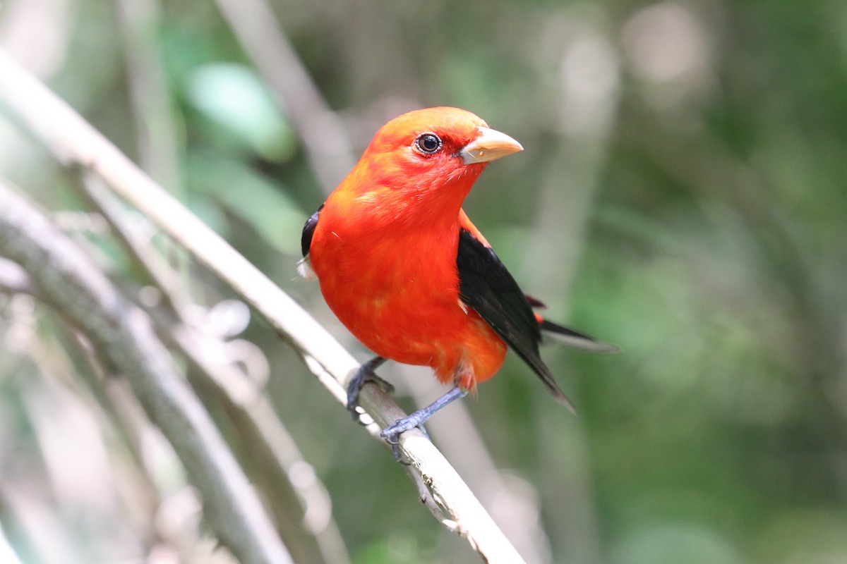 Scarlet Tanager - ML618029018