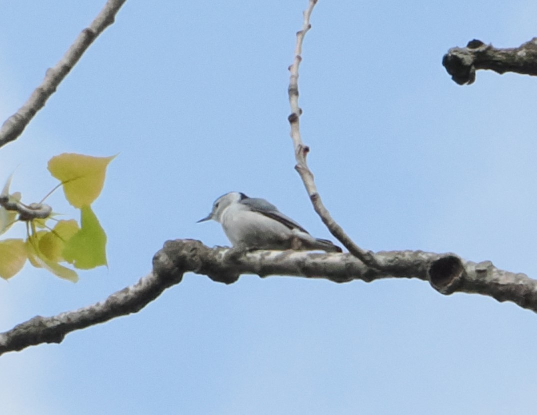 White-breasted Nuthatch - Patricia Rettig