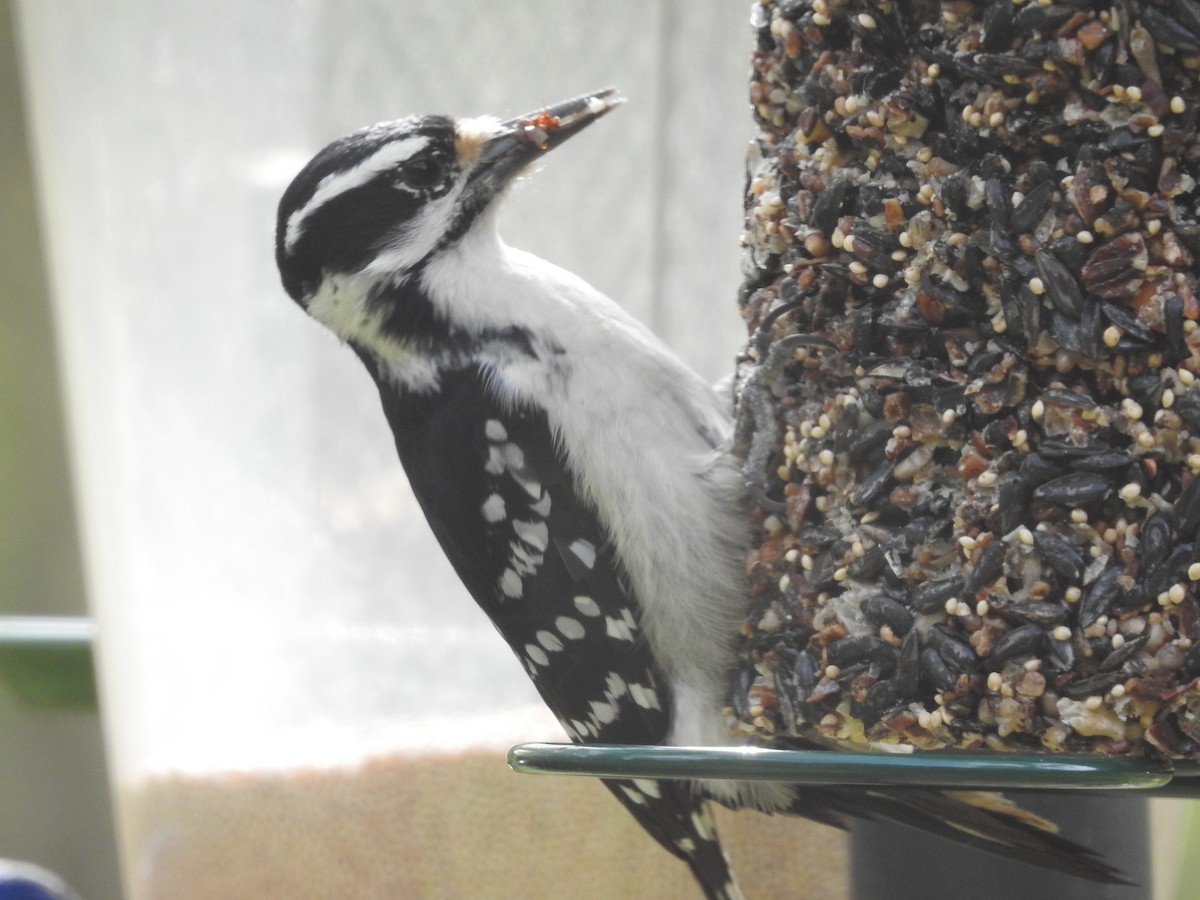 Hairy Woodpecker - Richard A Fischer Sr.