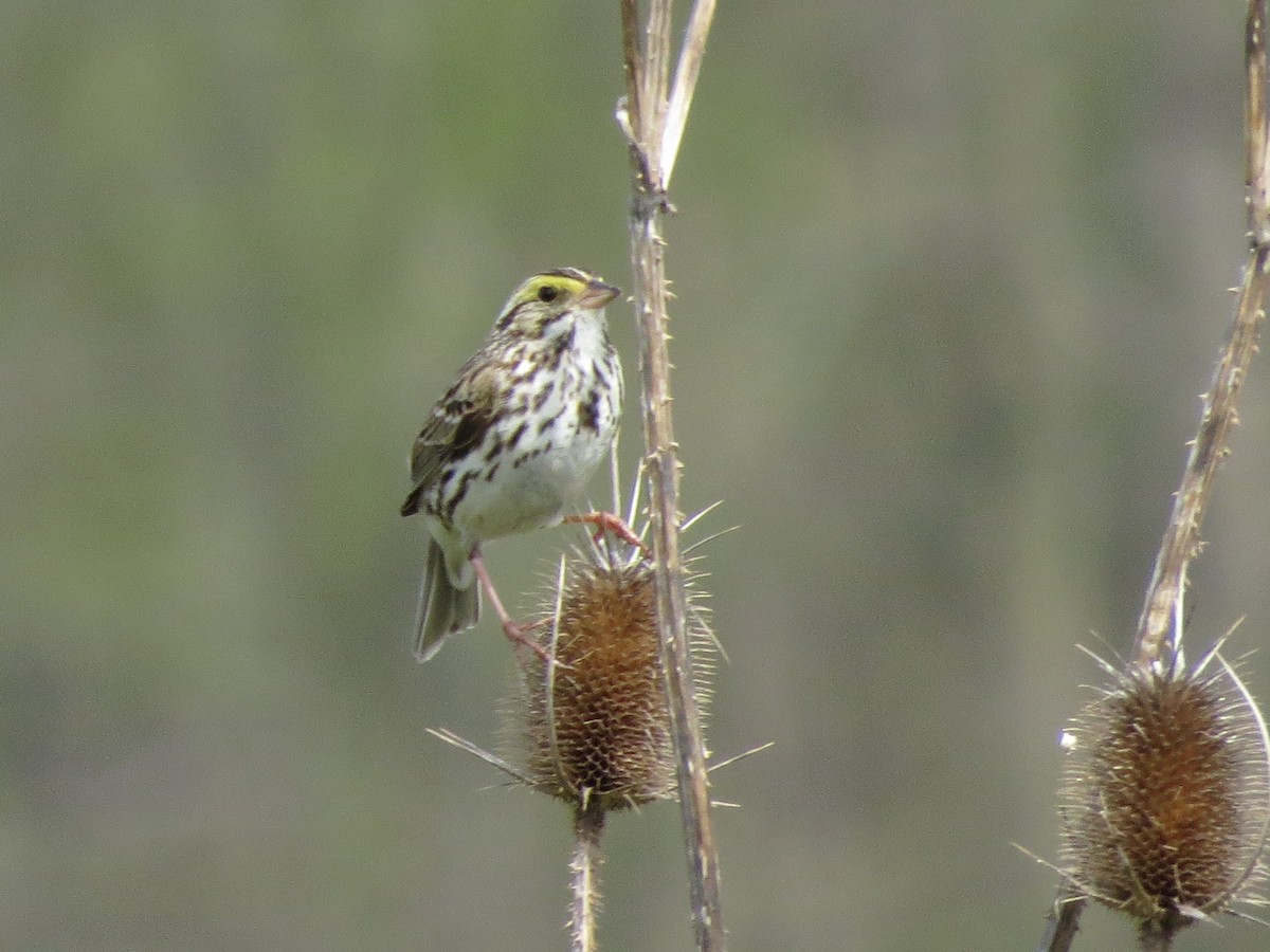 Savannah Sparrow - ML618029033