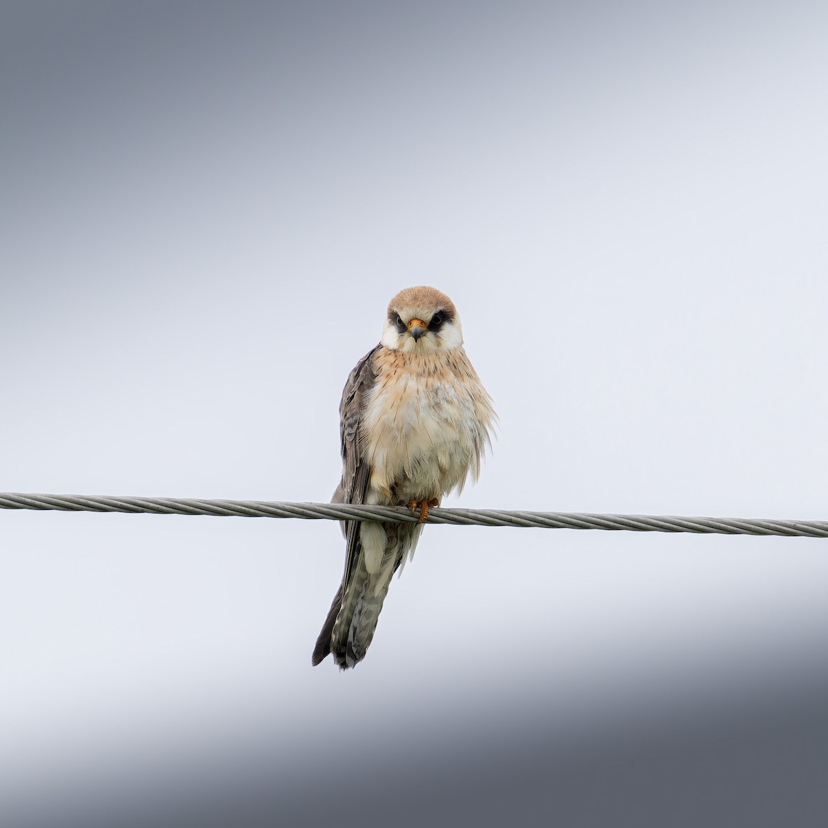 Red-footed Falcon - ML618029052