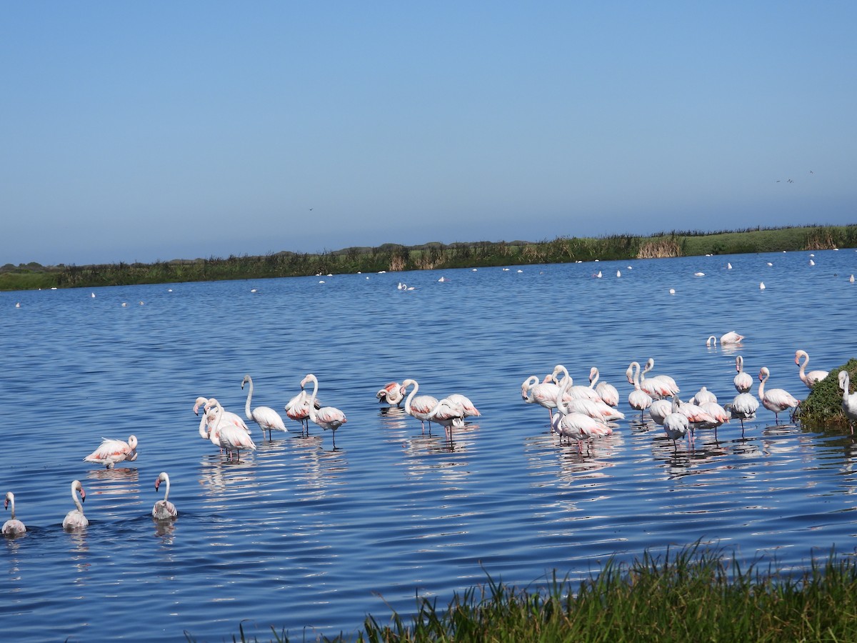 Greater Flamingo - Sita Susarla