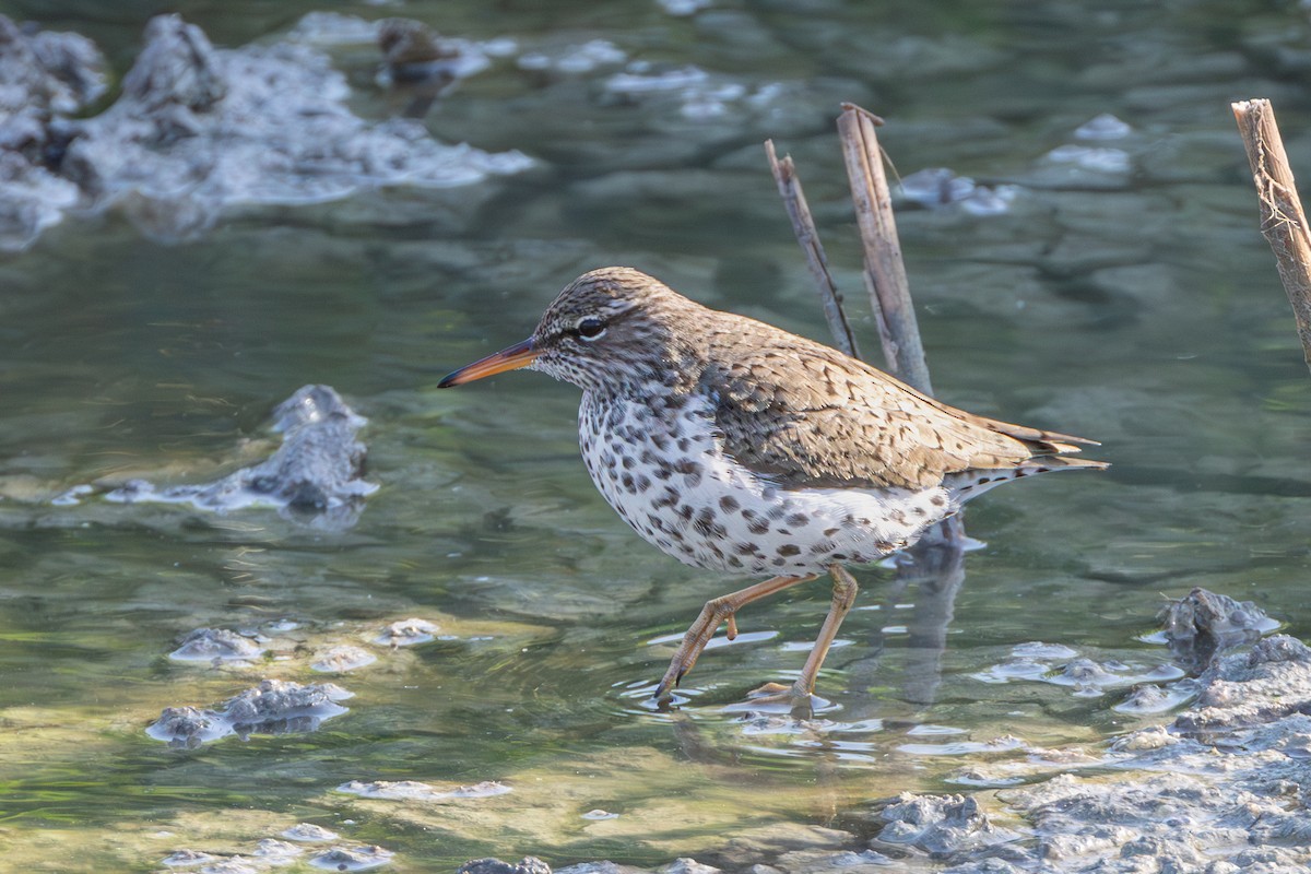 Spotted Sandpiper - Michael Henry