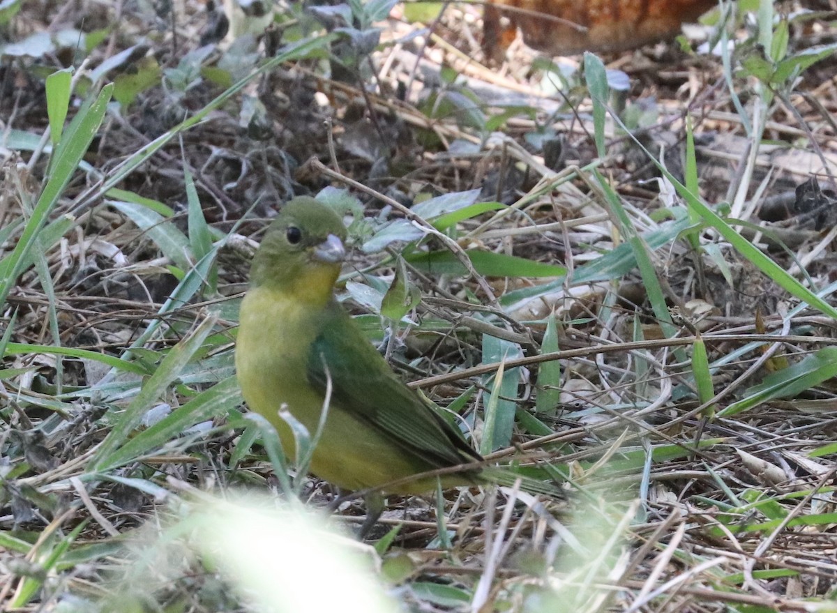 Painted Bunting - ML618029083