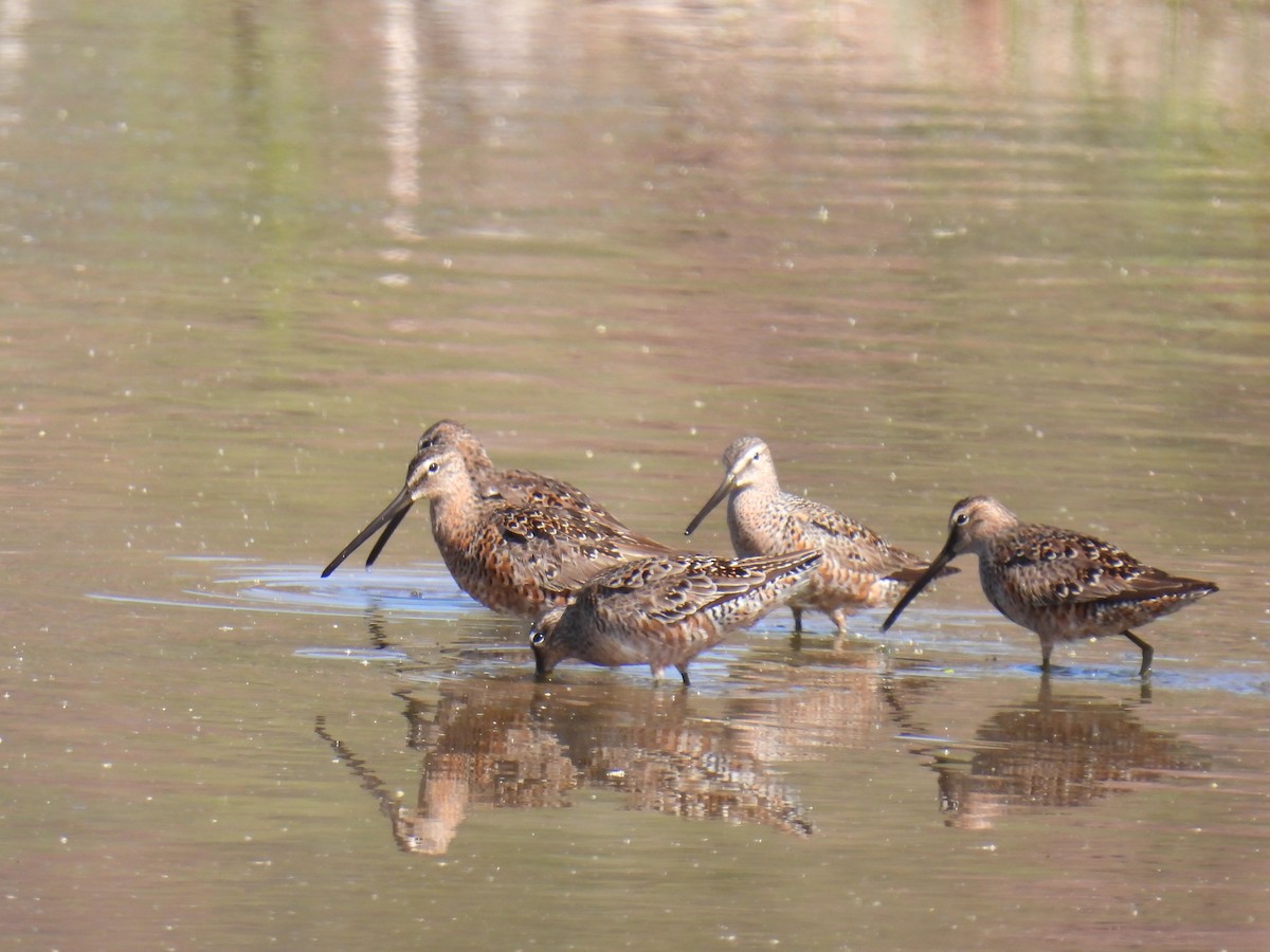 Long-billed Dowitcher - ML618029096