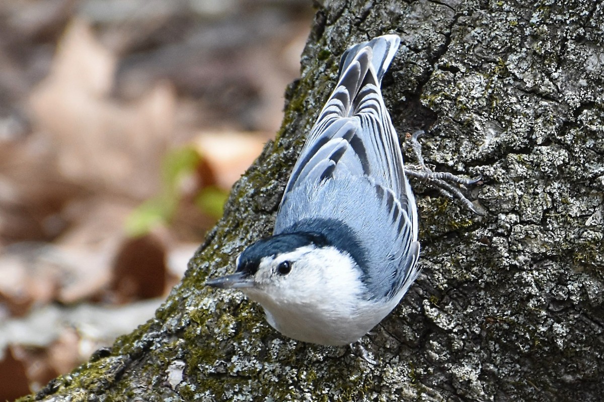 White-breasted Nuthatch - ML618029134