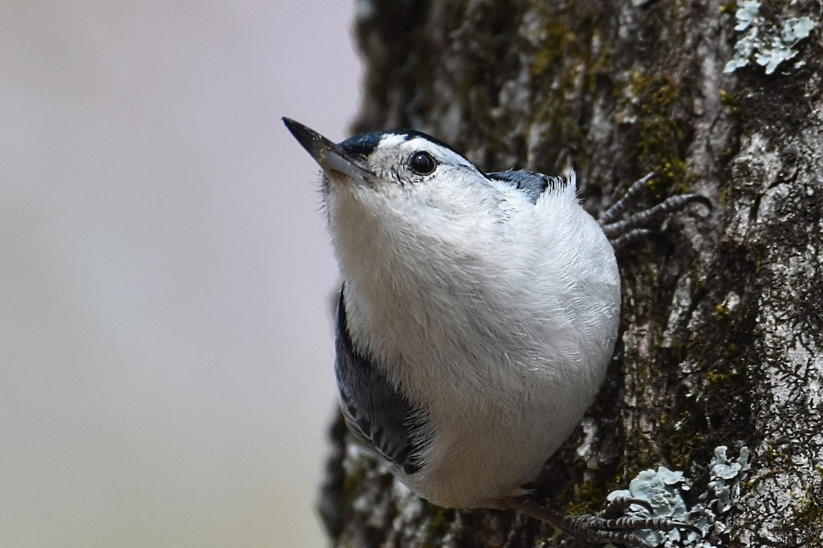 White-breasted Nuthatch - ML618029135
