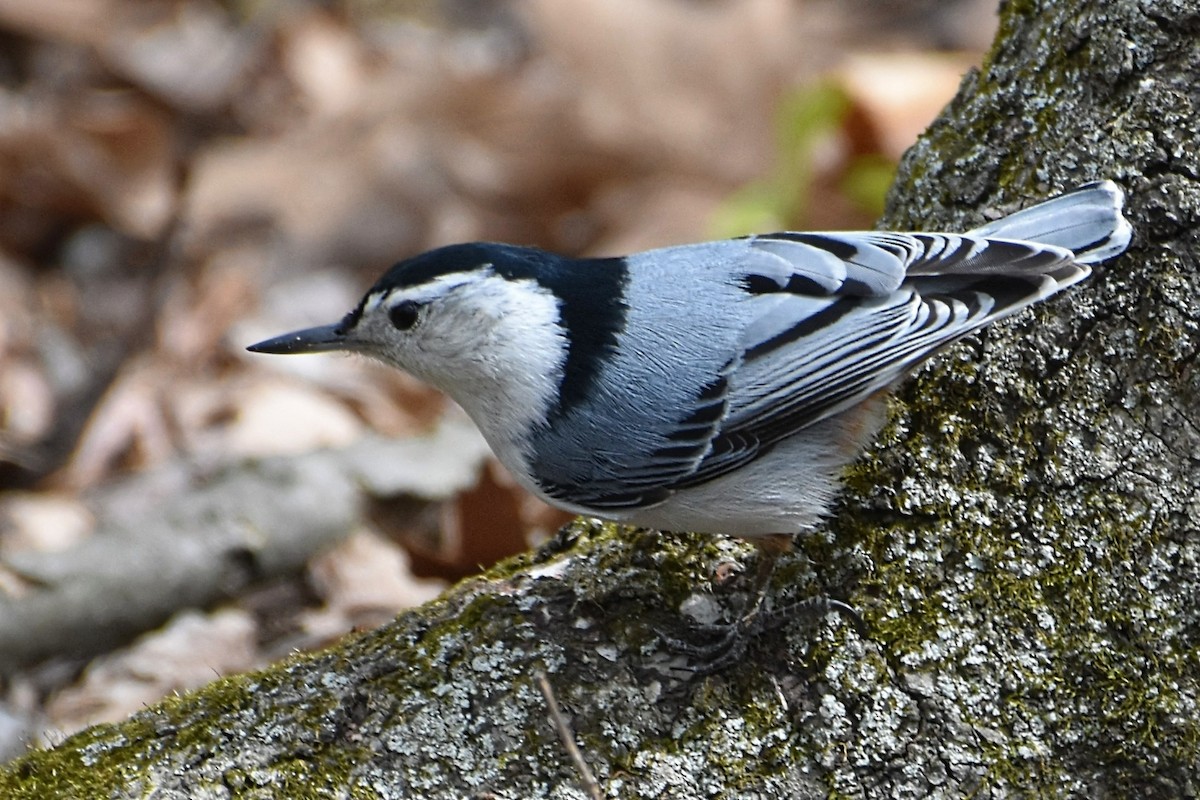 White-breasted Nuthatch - Brenda Lindsey