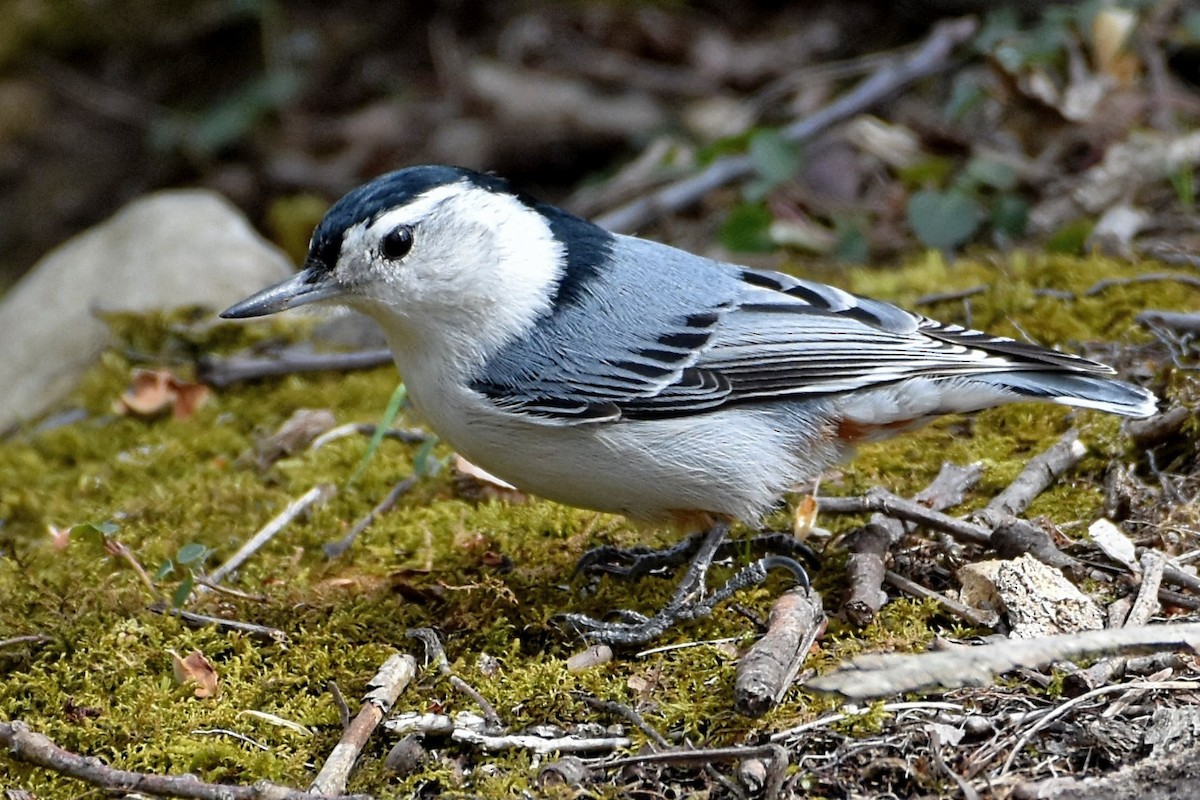 White-breasted Nuthatch - ML618029137